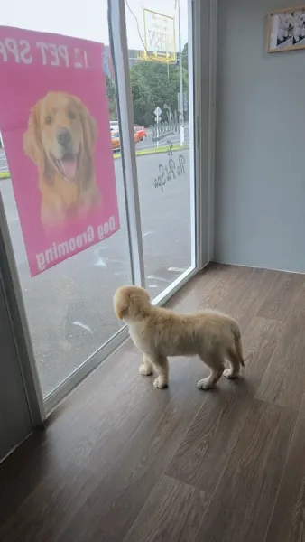The Pet Spa Manukau