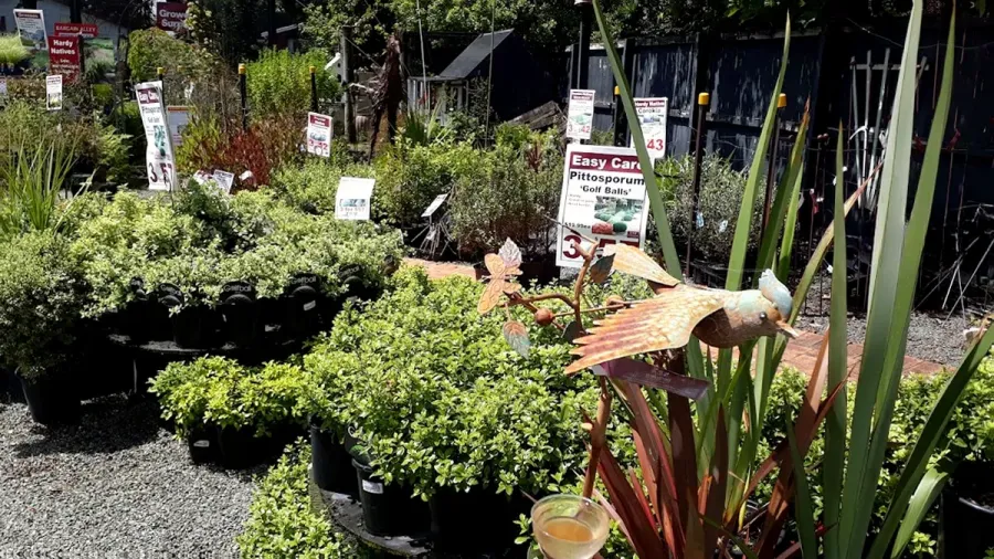 Lushingtons Garden Centre