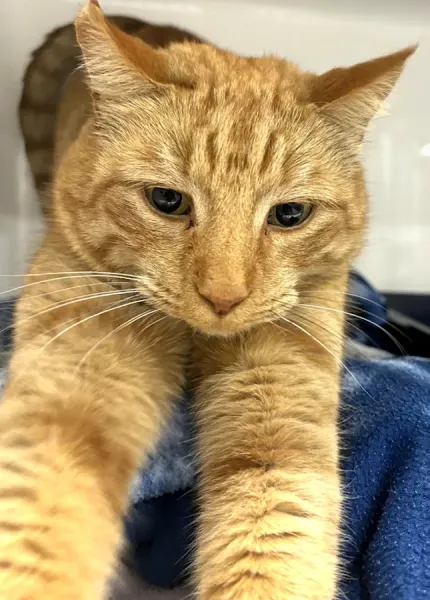 Cat Doctor North Shore
