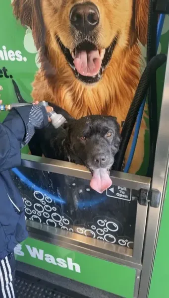 Petdirect Takapuna