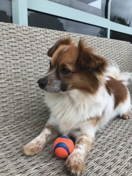 Pet Connect NZ