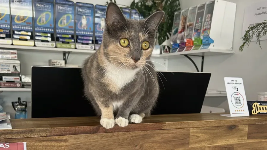 Vet Trust Henderson