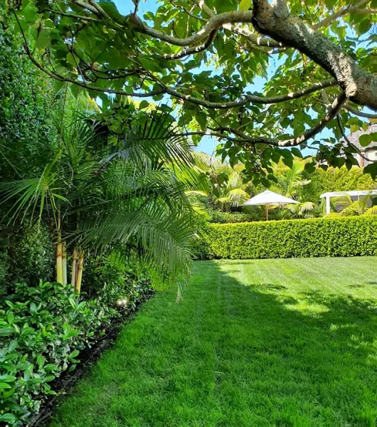 Nikau Landscapes