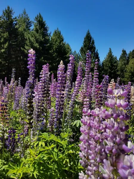 Takapō Regional Park