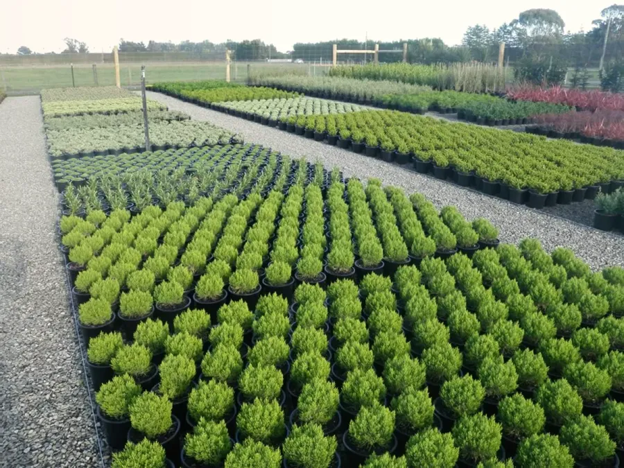 GreenLinc Nursery