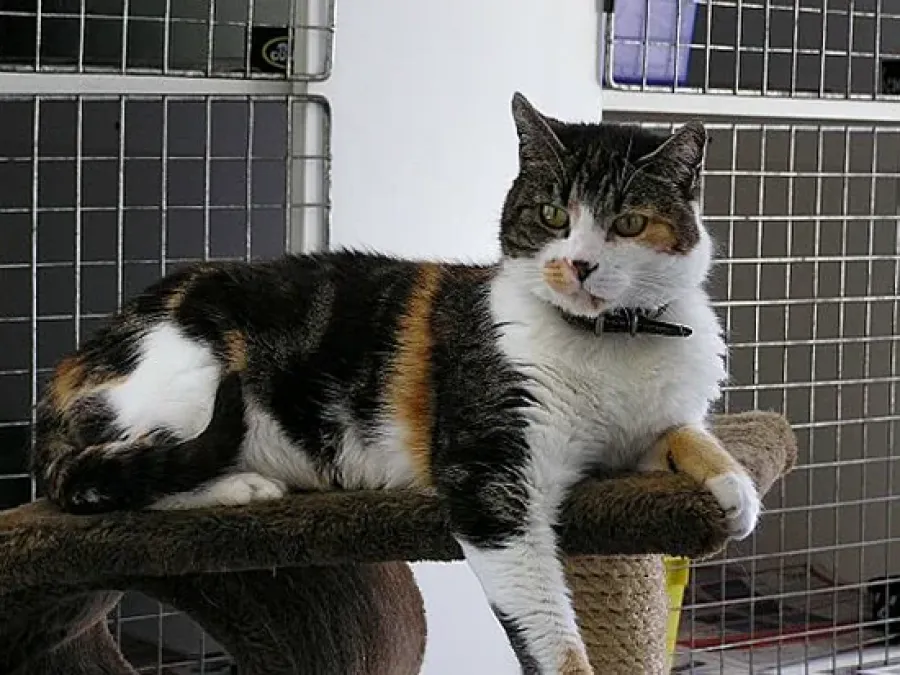 Tunnel Hill Cat Motel