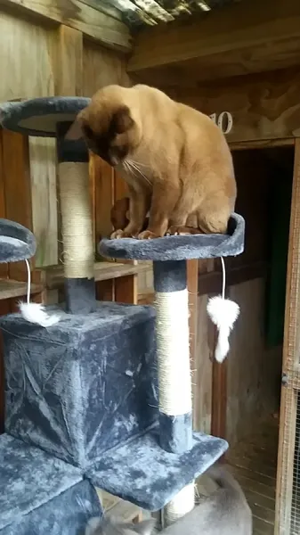 Catmandu Boarding Cattery & Vet