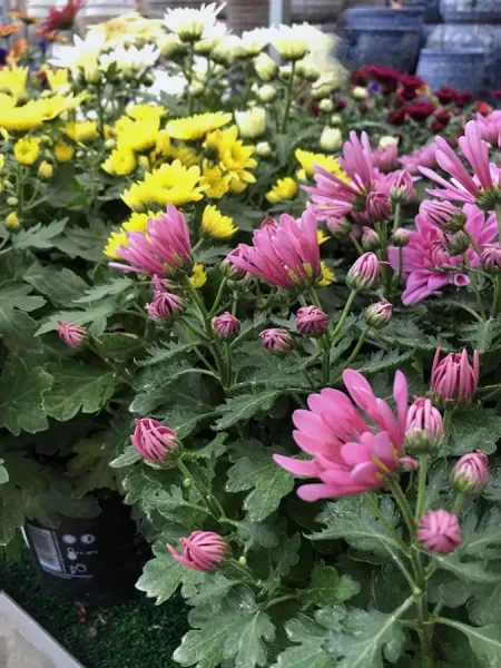 Shore Garden Care