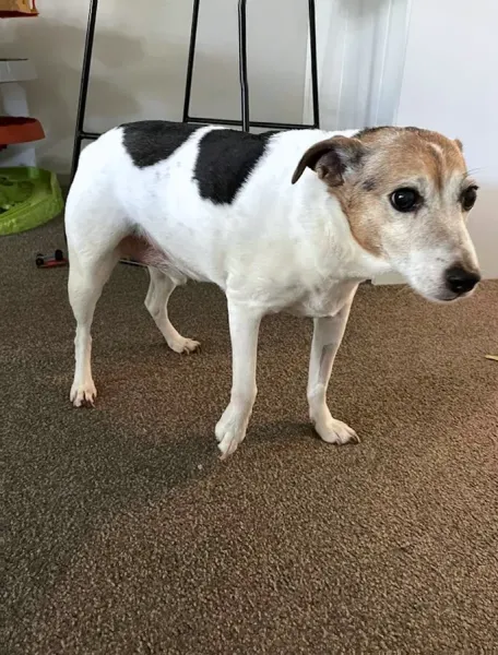 Silverdale Vet Hospital at Animates