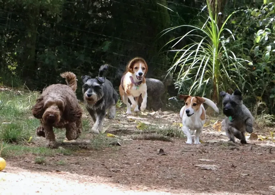Country Retreat For Dogs And Cats