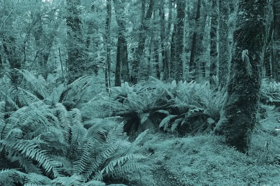 Inland Revenue New Plymouth